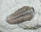 Double Flexicalymene Trilobite Specimen #8334-2